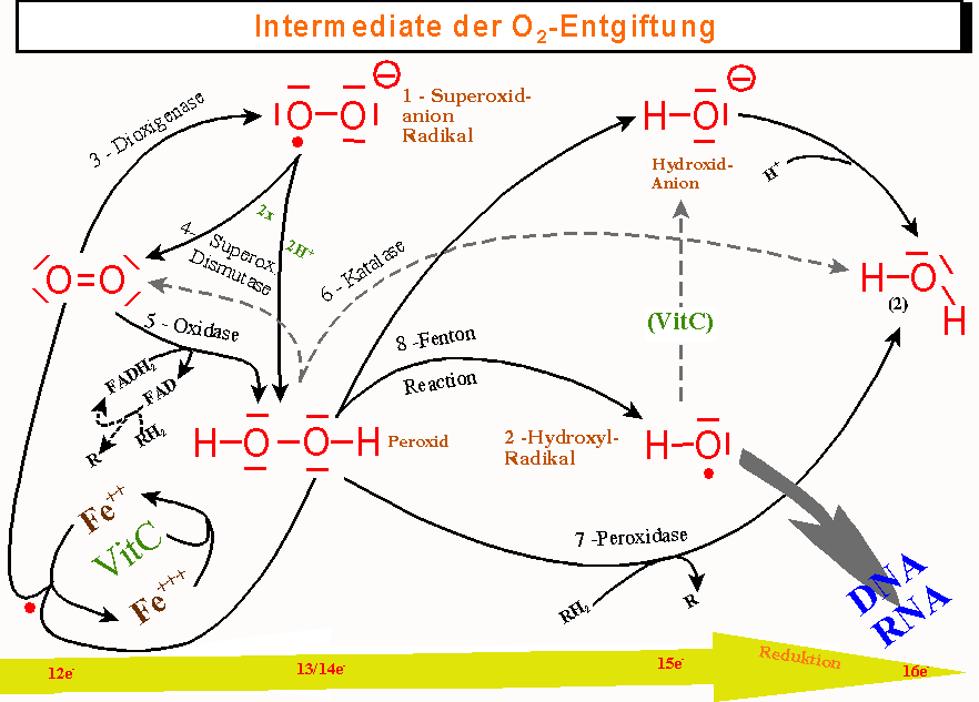 Entgiftung: Voraussetzung für Genesung