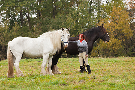 Körpersprache lernen mit pferdegestützter Therapie von Dr. med. Sybille Freund